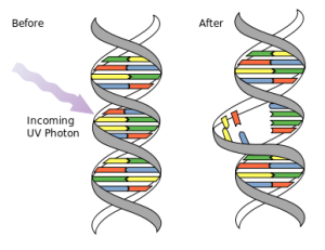 DNA_UV_mutation_svg